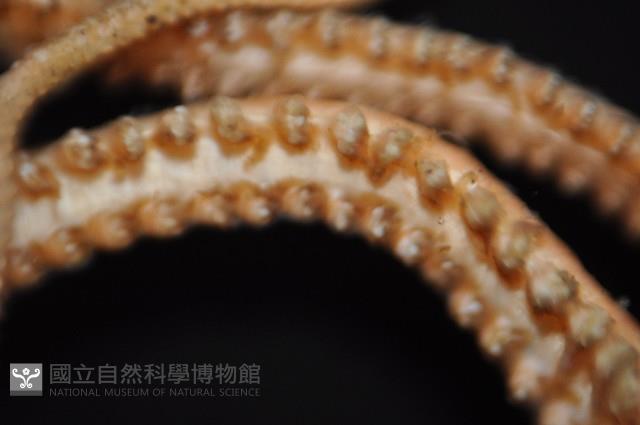 未知種衣笠蔓蛇尾藏品圖，第7張