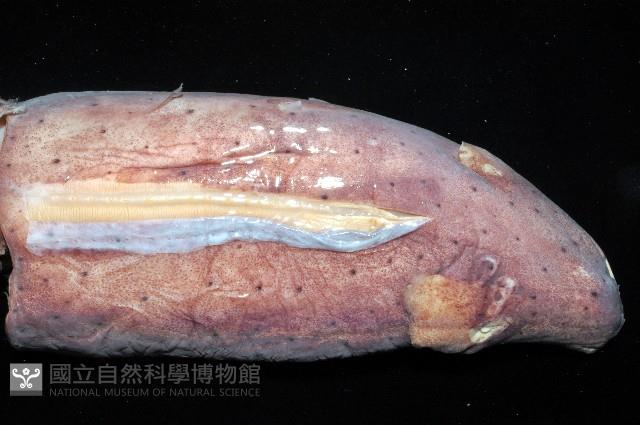 奇妙帆魷藏品圖，第7張