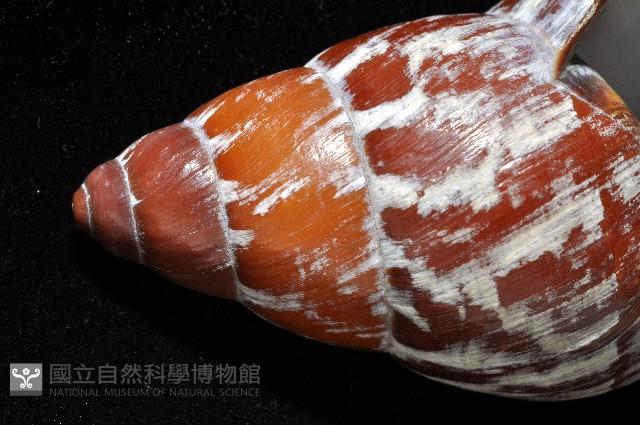 雲嬌蝸牛藏品圖，第7張