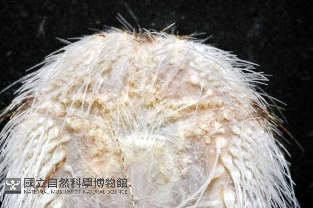 扁仙壺海膽藏品圖，第7張