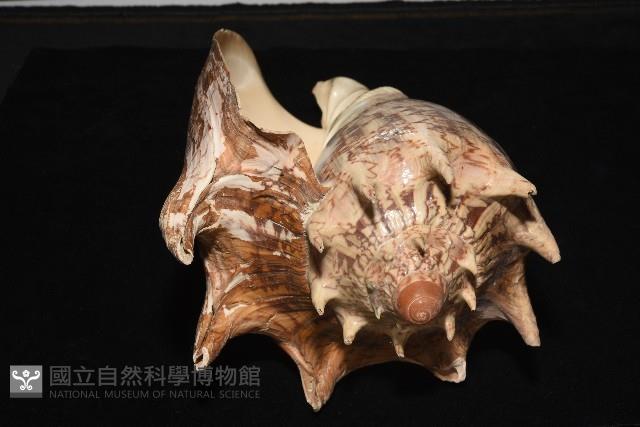 帝王渦螺藏品圖，第7張