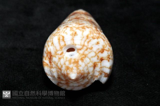 海神芋螺藏品圖，第7張
