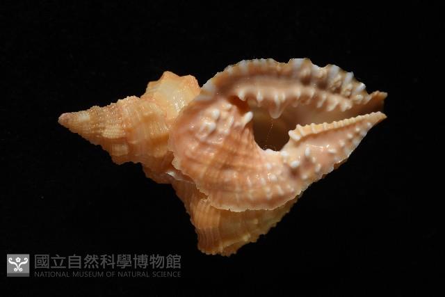 聳肩扭法螺藏品圖，第7張