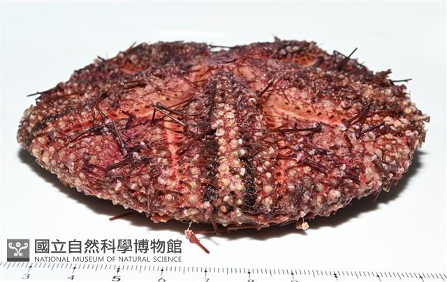 輻星肛海膽藏品圖，第7張