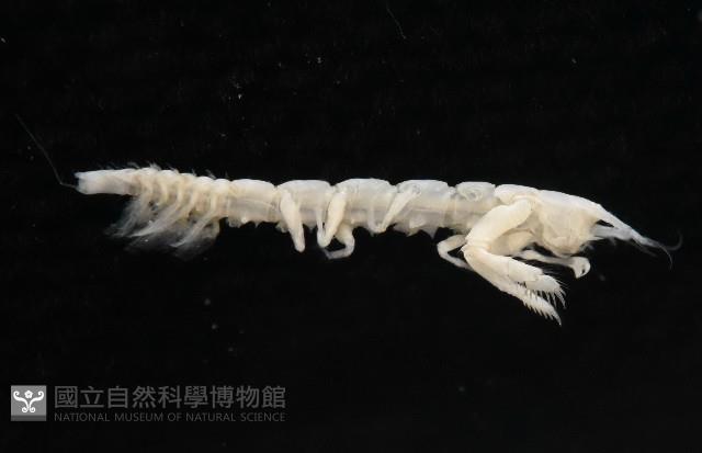 未知種長尾蟲藏品圖，第7張