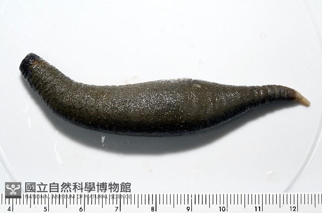 紫紋芋參藏品圖，第7張