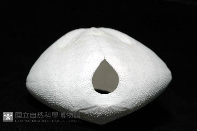心形海壺藏品圖，第7張