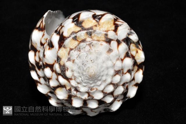 花巾芋螺藏品圖，第7張
