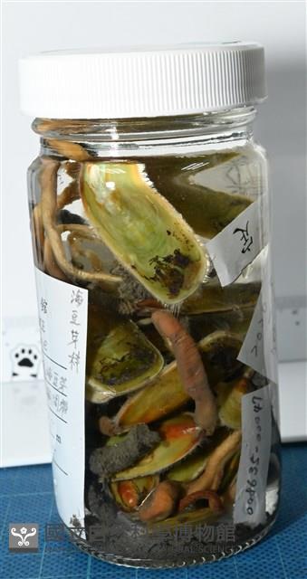 亞氏海豆芽藏品圖，第7張