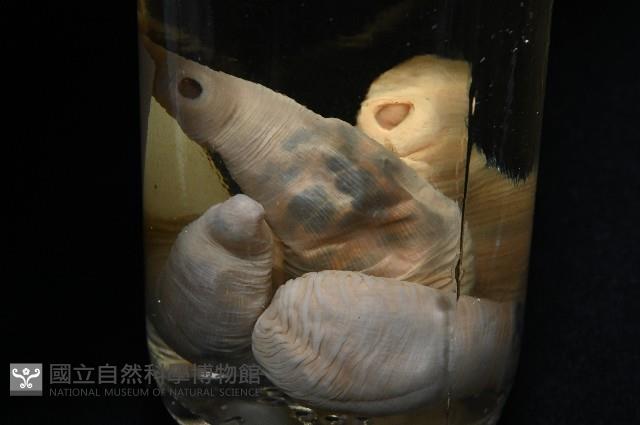 未知種吸蟲藏品圖，第7張