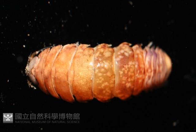 未知種紡錘水虱藏品圖，第7張