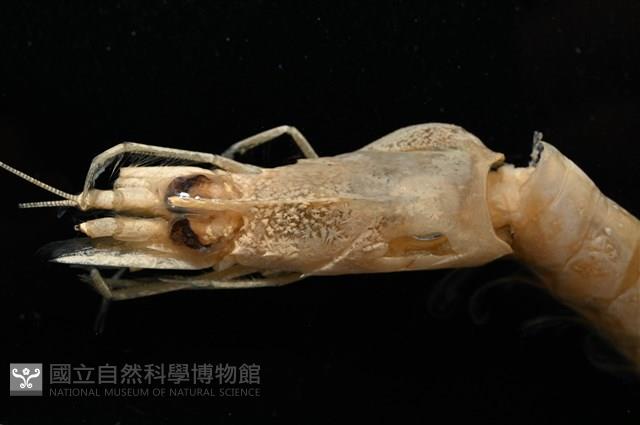 逆背阿波羅鰓虱藏品圖，第7張