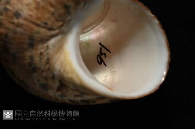 芮氏蠑螺藏品圖，第7張