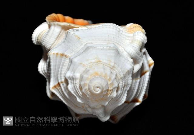 玉女象法螺藏品圖，第7張