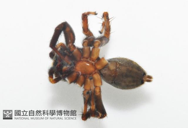 毛垛兜蠅虎藏品圖，第7張