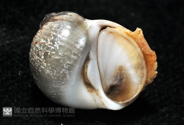安東尼玉螺藏品圖，第7張