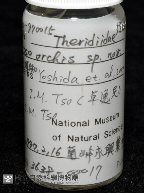 蘭嶼金姬蛛藏品圖，第7張