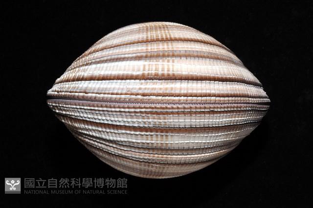 鉛球簾蛤藏品圖，第7張