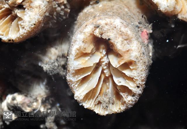 軸樹珊瑚(軸木珊瑚)藏品圖，第7張