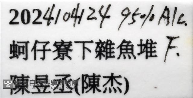 未知種縮頭水虱藏品圖，第7張