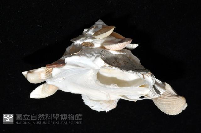 綴殼螺藏品圖，第7張