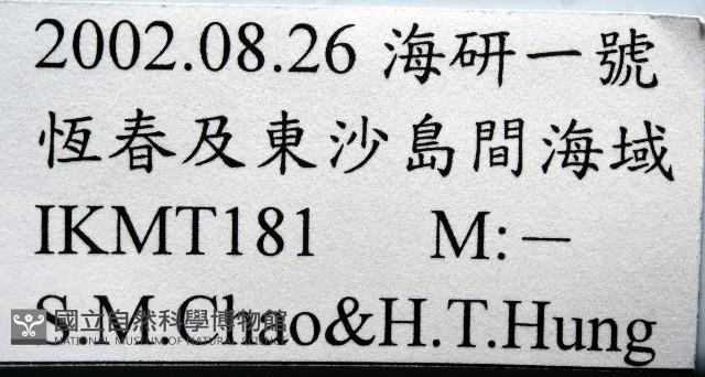未知種橈足類藏品圖，第7張