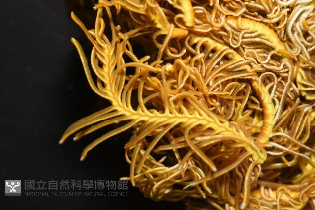輪替海齒花藏品圖，第7張
