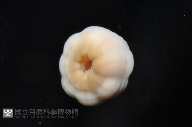 未知種海葵(海葵目)藏品圖，第7張