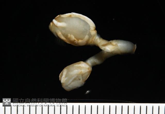 斧板茗荷藏品圖，第7張