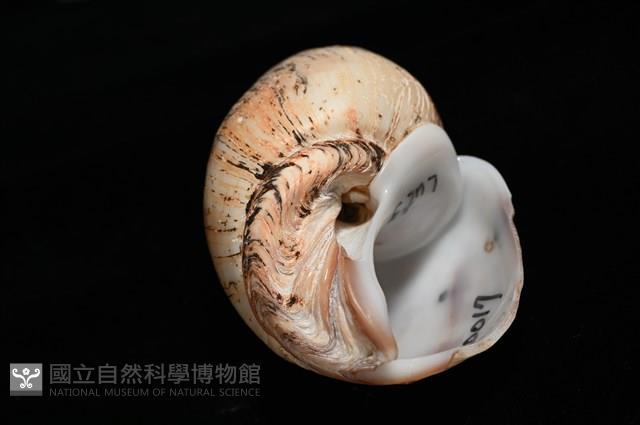 霧花鳳螺(華南鳳螺)藏品圖，第7張