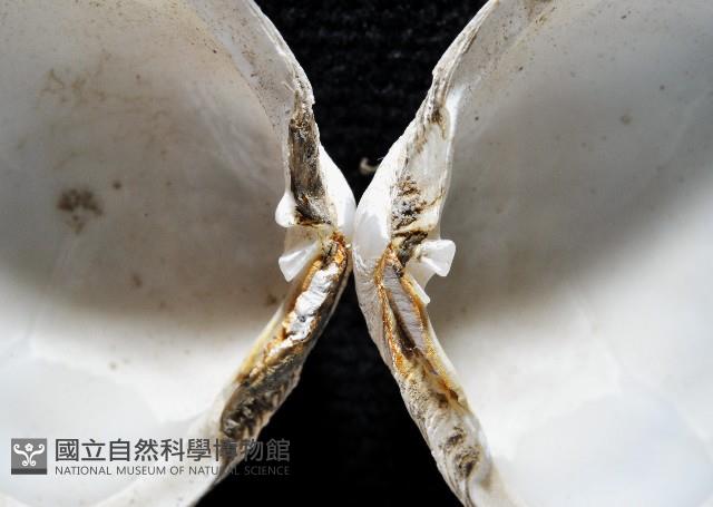 粗異白櫻蛤藏品圖，第7張