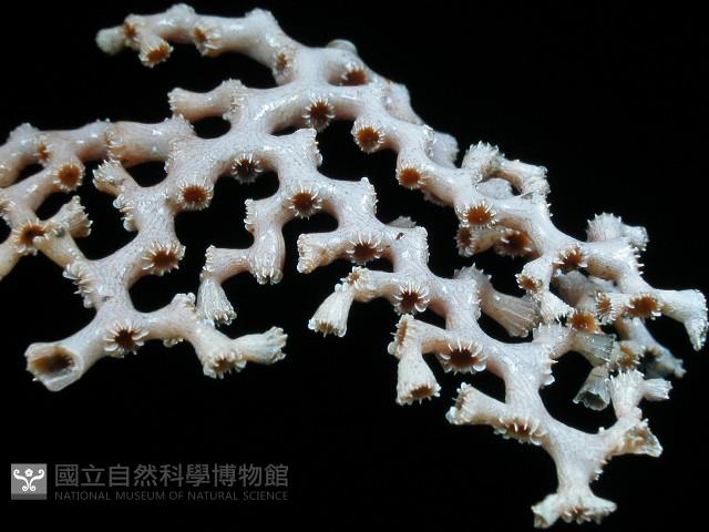 枝狀多目珊瑚藏品圖，第7張