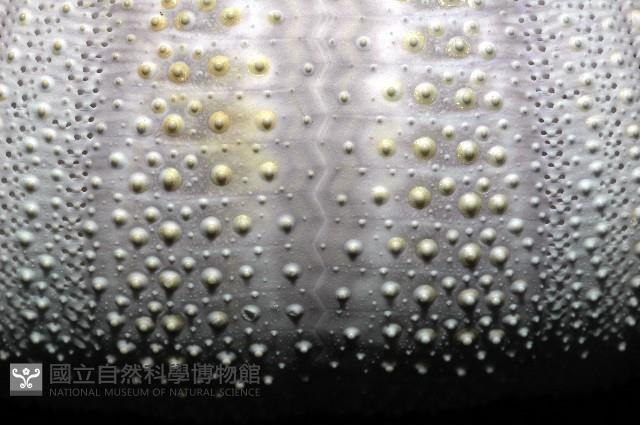 白棘三列海膽藏品圖，第7張