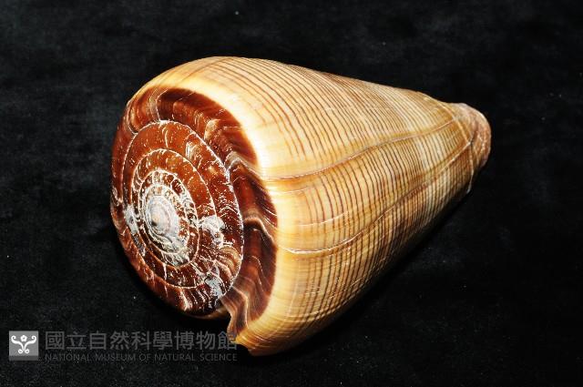 登錄號:007819-00057藏品圖，第7張