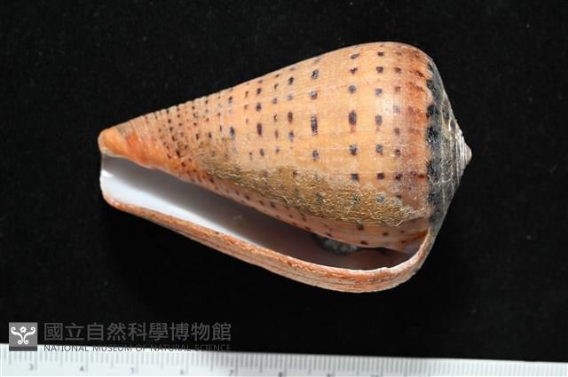 別緻芋螺藏品圖，第7張