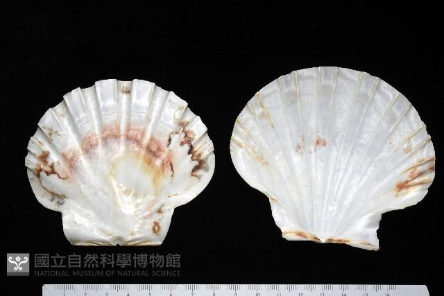 白碟海扇蛤藏品圖，第7張