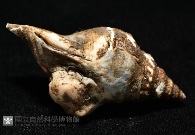 造殼海葵之一種藏品圖，第7張