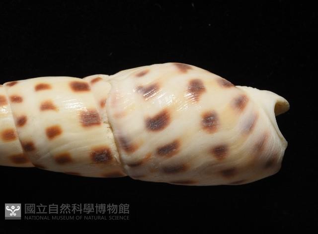 褐斑筍螺藏品圖，第7張