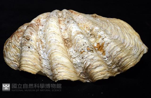 長硨磲蛤藏品圖，第7張