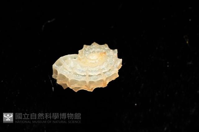 菲律賓花冠螺藏品圖，第7張
