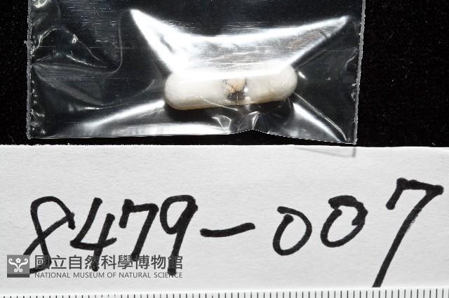龜山島核螺藏品圖，第7張