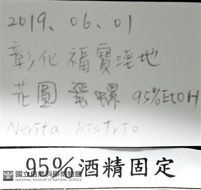 花圓蜑螺藏品圖，第7張