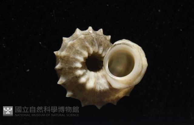 基隆花冠螺藏品圖，第7張