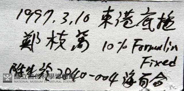 藤壺三角鎧茗荷藏品圖，第7張