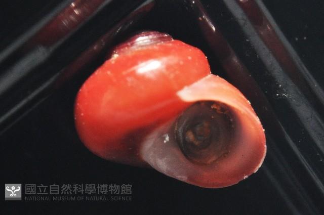 細雨蠑螺藏品圖，第7張