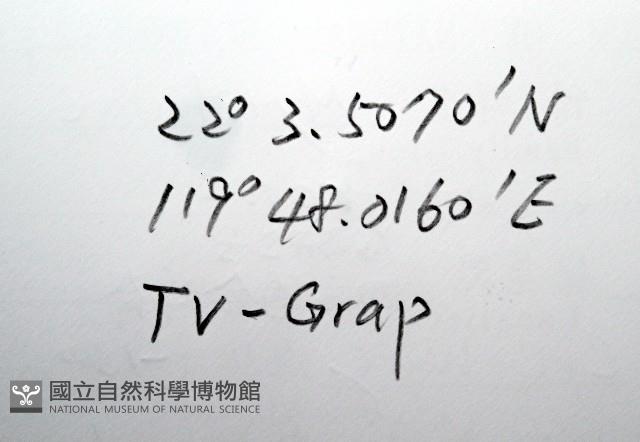 平端深海殼菜蛤藏品圖，第7張