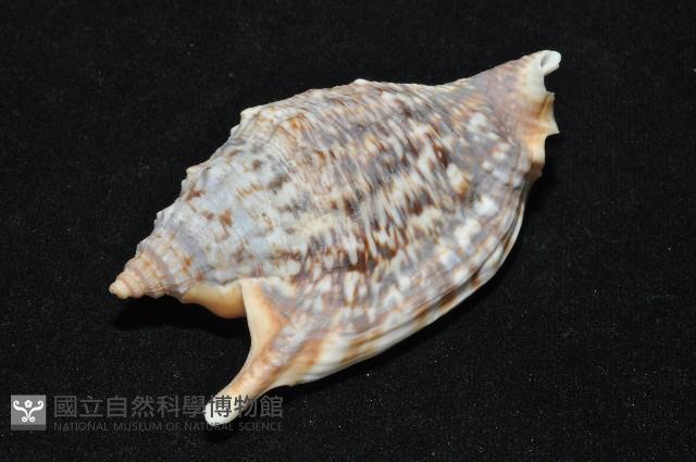 金袖鳳凰螺藏品圖，第7張