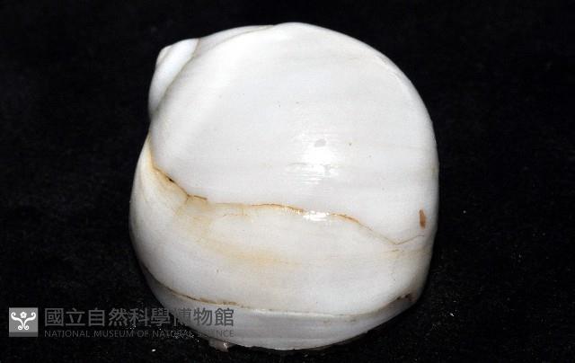 未知種無臍玉螺 1藏品圖，第7張