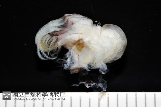 黑潮笠藤壺藏品圖，第7張