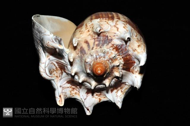 帝王渦螺藏品圖，第7張